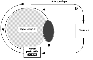 Thurin fig 3