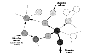 Thurin fig. 7