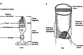 Morphologie des batonnets et des cônes