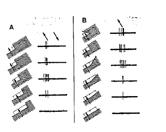 Vibert fig. 10