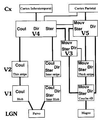 Vibert fig. 11