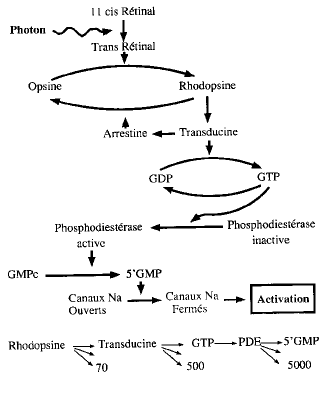 Vibert fig 2