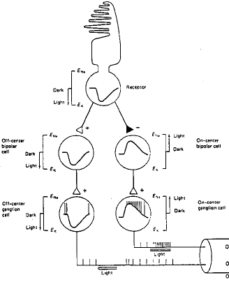 Vibert fig 3