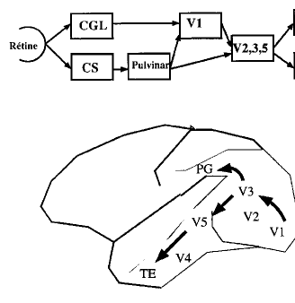 Vibert fig 6